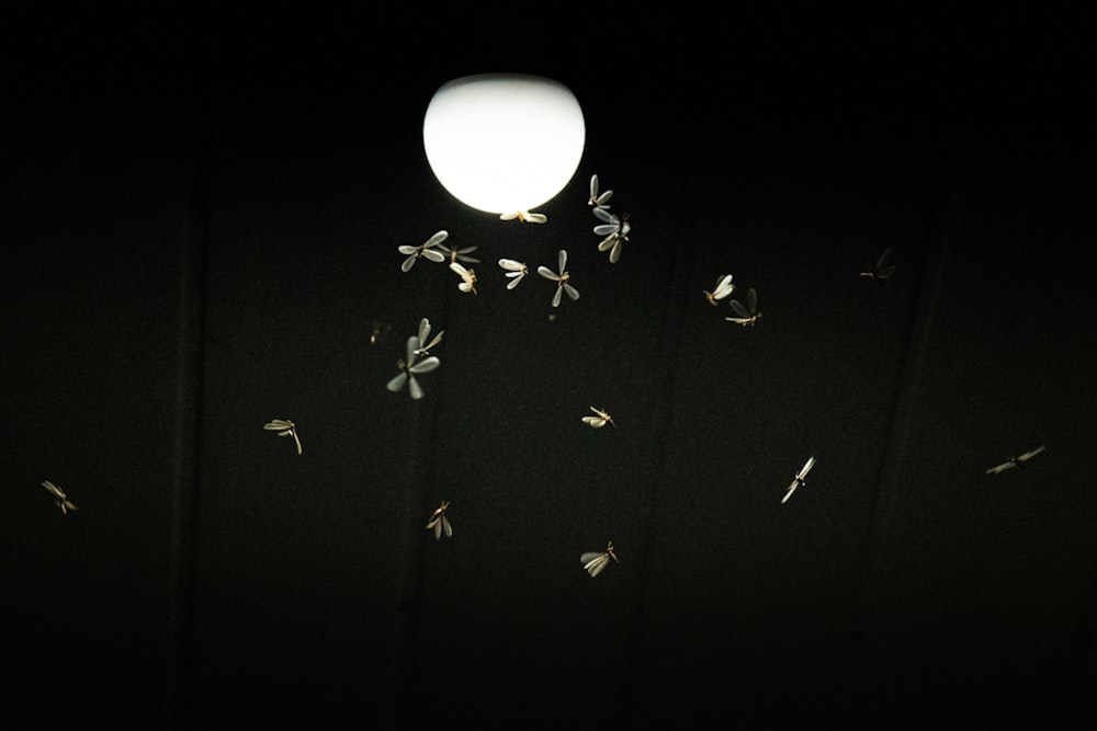 a group of birds flying around a street light