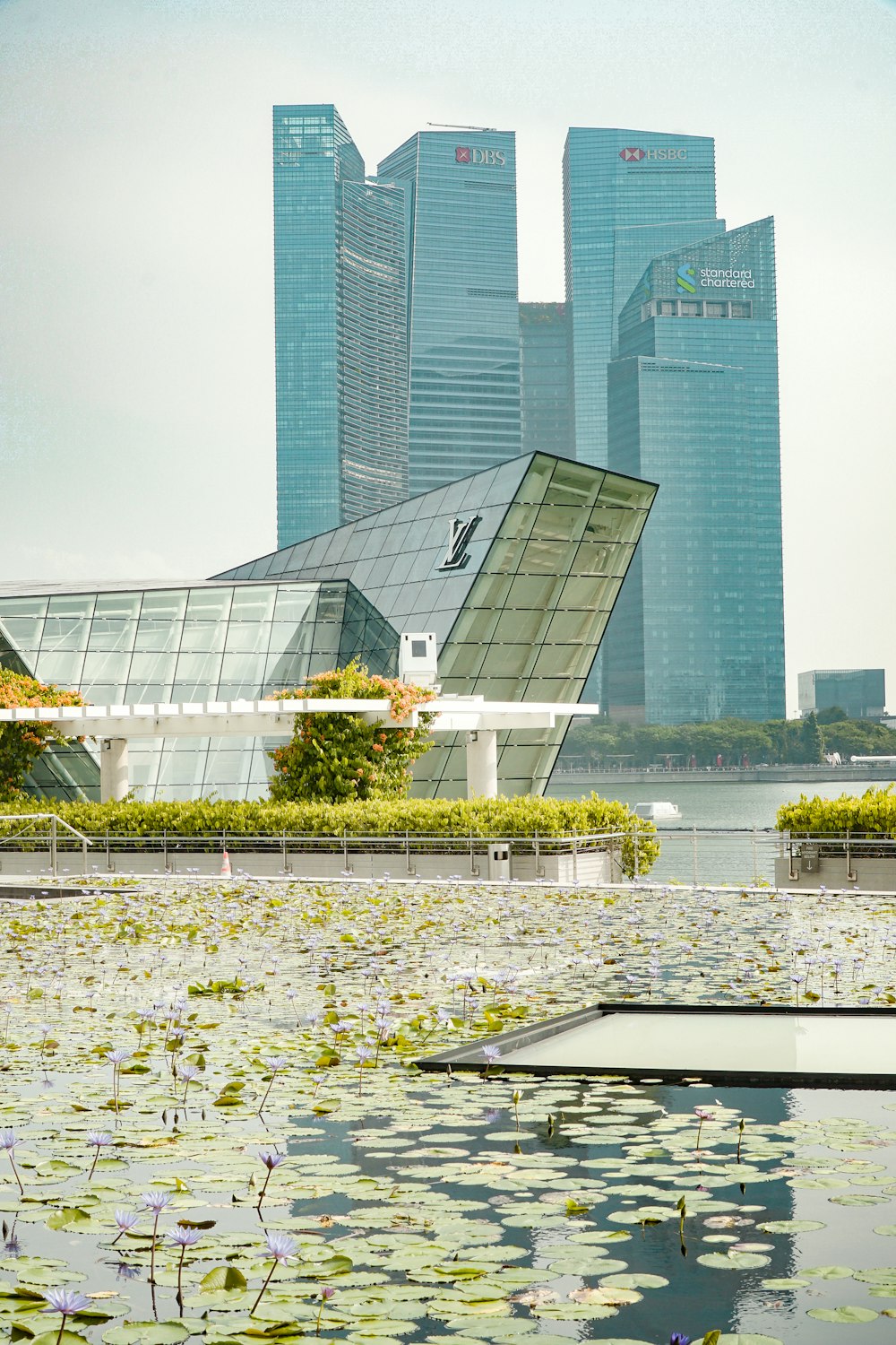 a pond with lily pads in front of a city skyline