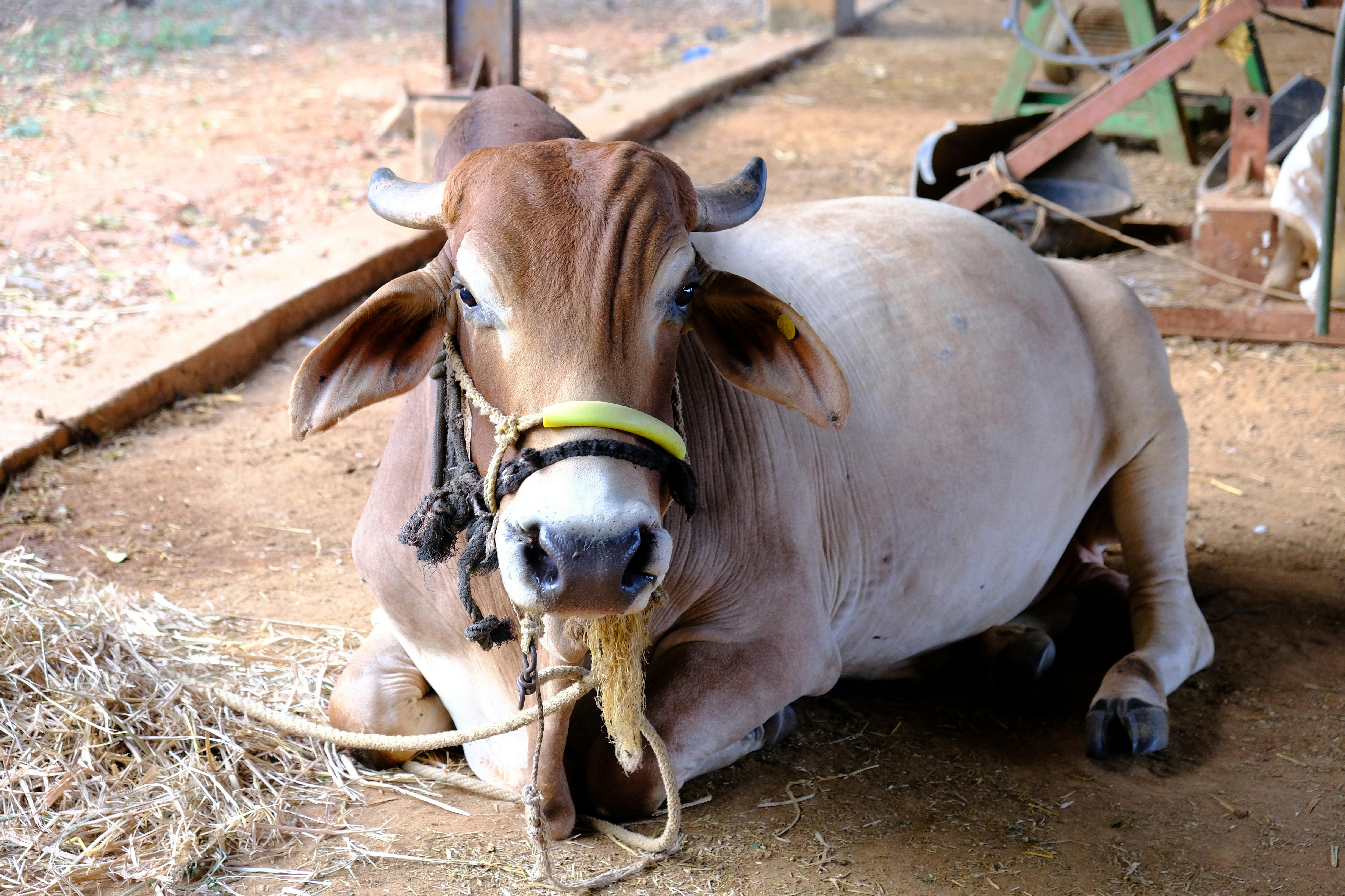 Una mucca con una corda legata intorno al collo foto – Immagine gratis di  Animale su Unsplash, image size:3000x2000
