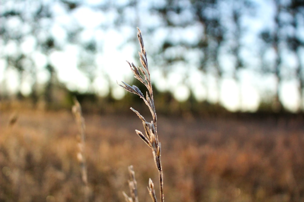 a close up of a plant in a field