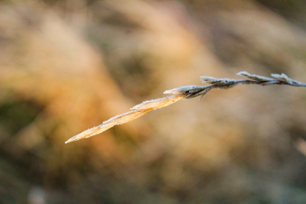 a close up of a plant with a blurry background