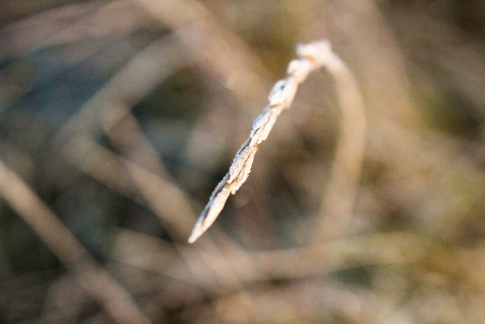a blurry photo of a leaf on a branch