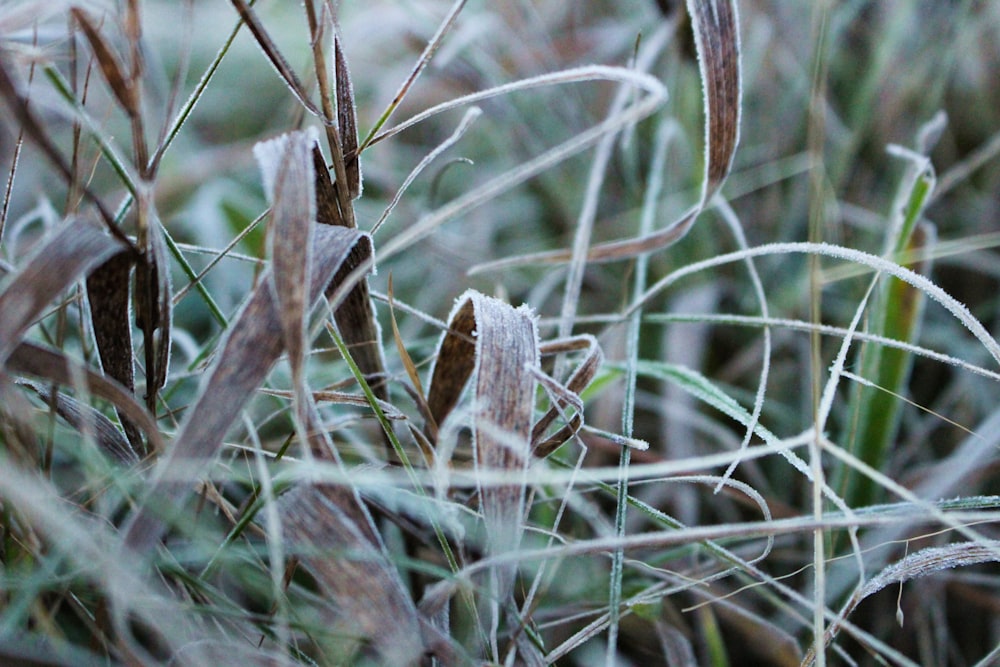 a close up of some grass with frost on it