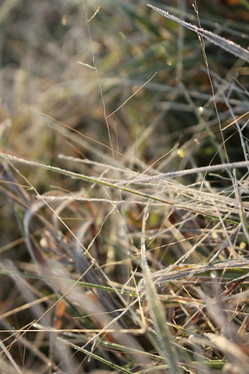 a close up of some grass and weeds