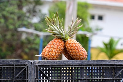 Boxes of pineapples packed and ready for export at a tropical farm.