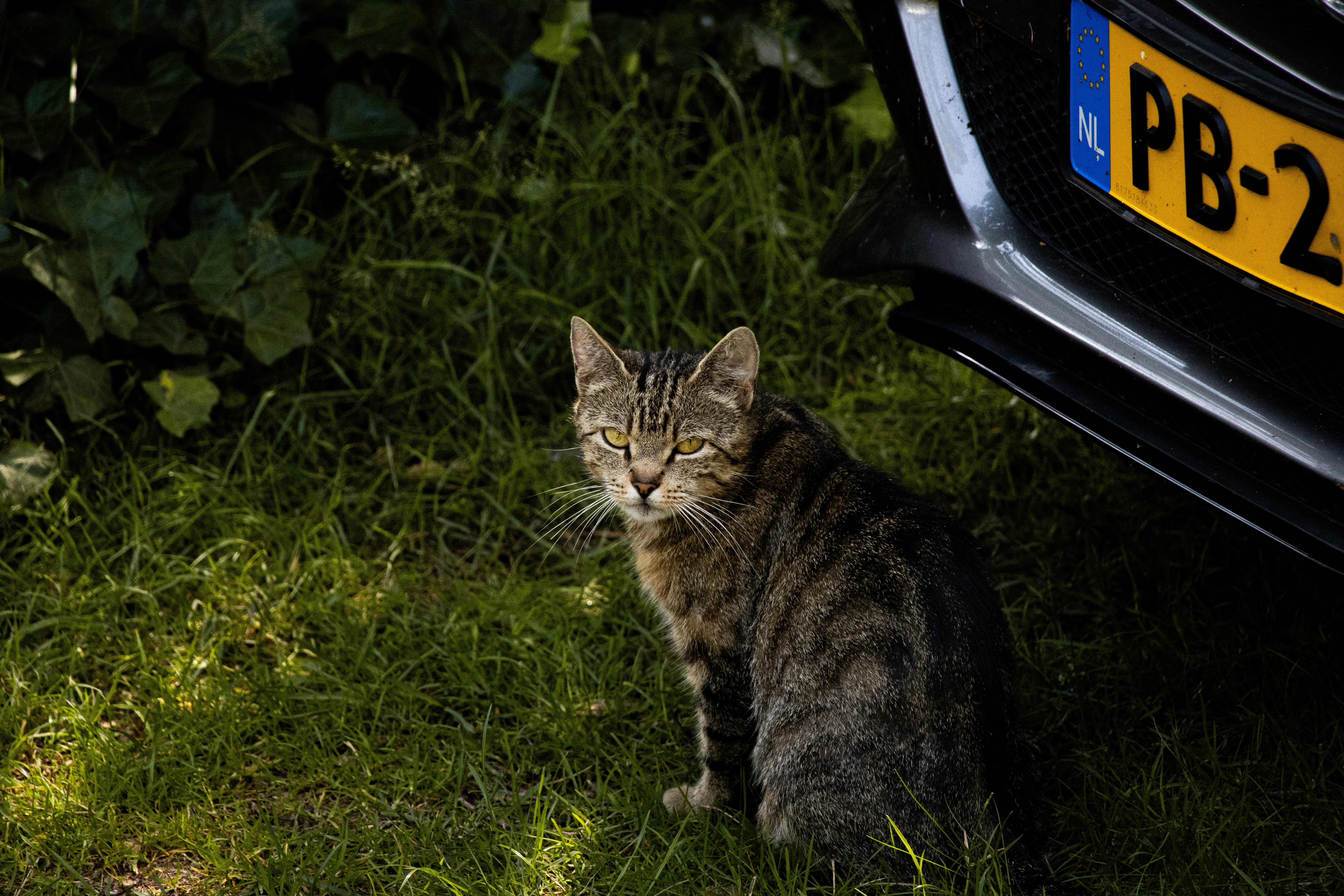 eine Katze sitzt im Gras neben einem Auto