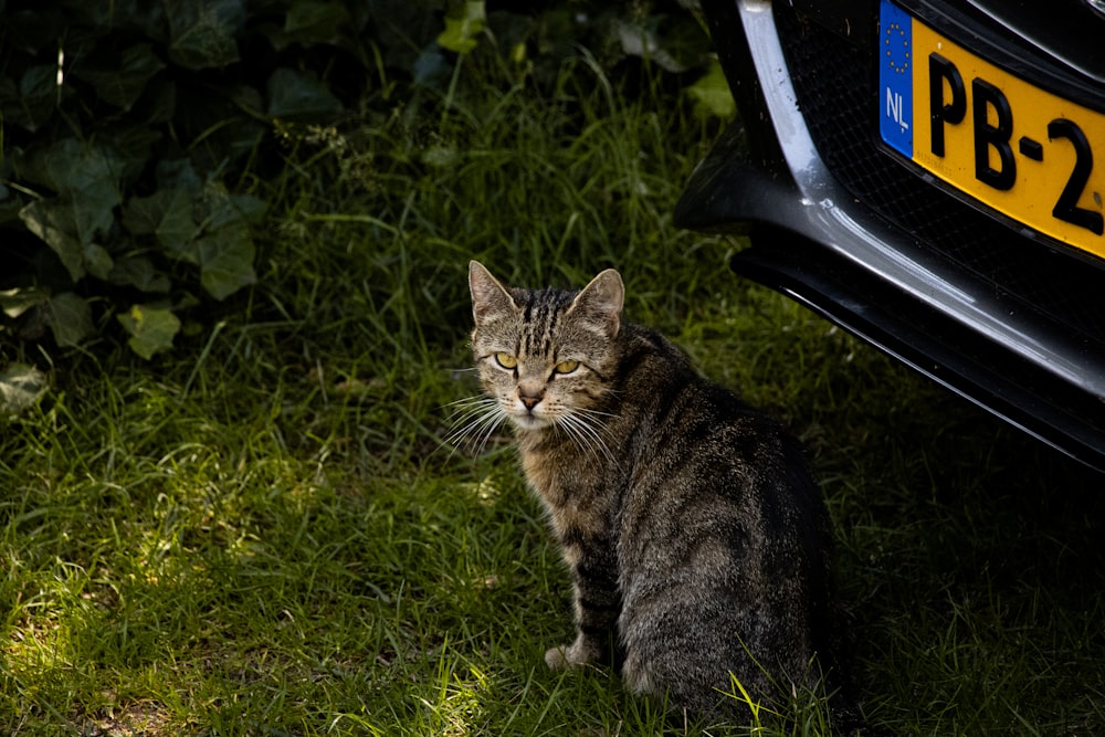 a cat sitting in the grass next to a car
