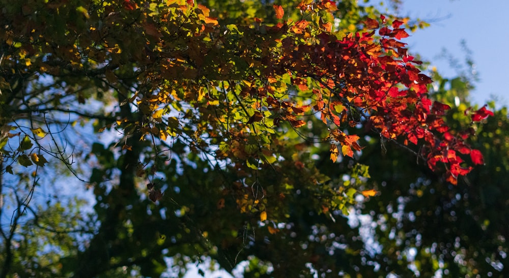 a tree with red leaves and green leaves