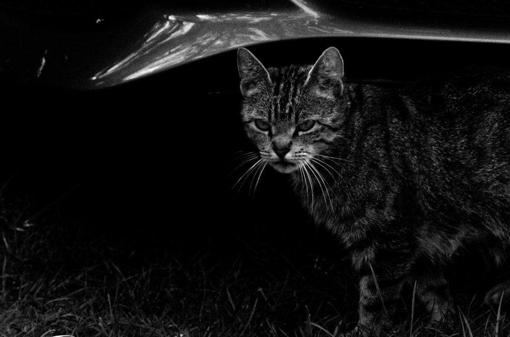 a black and white photo of a cat under a car