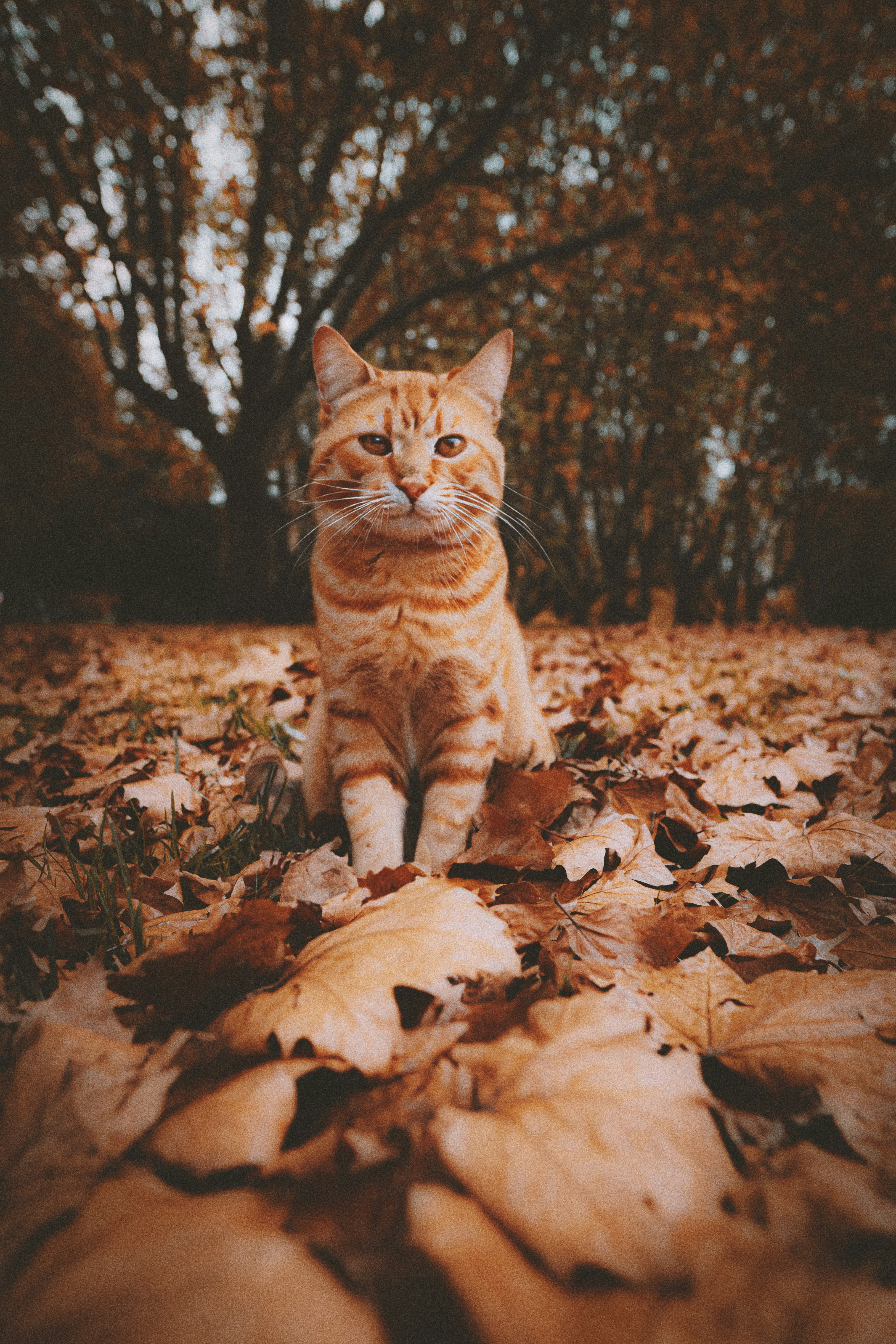Autumn Cat Pictures | Download Free Images on Unsplash