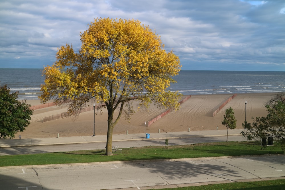 a tree with yellow leaves in front of a beach