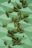 Close-up of vibrant green cardamom pods spilling from a rustic burlap sack.