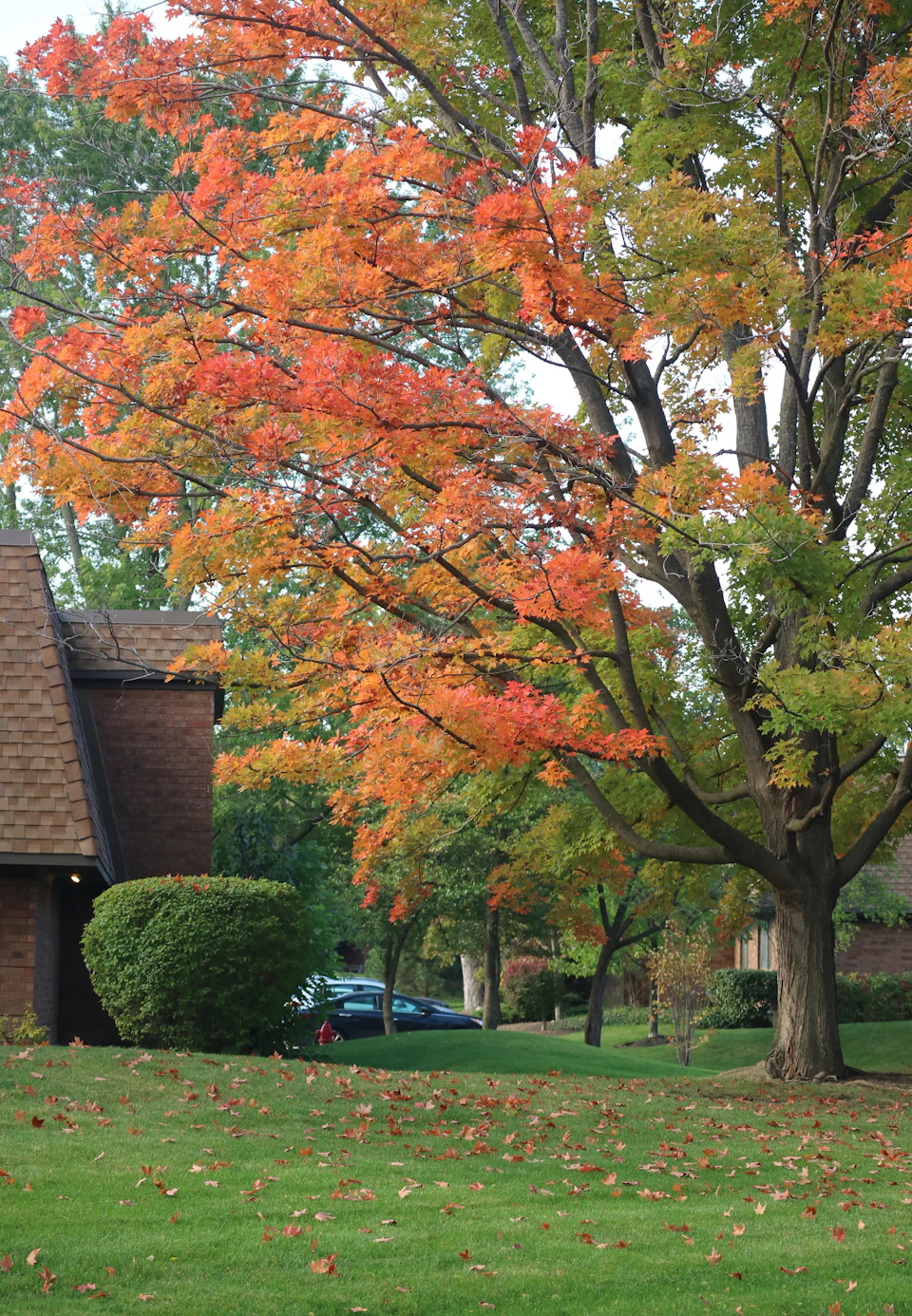 The image depicts a serene autumn scene set against a backdrop of a house and trees. The sky is overcast, casting a soft light on the scene below. Dominating the center of the frame is an orange tree with vibrant leaves in full bloom, its branches reaching out towards the gray sky. To the left of the tree stands another tree, this one adorned with green leaves that add a touch of freshness to the autumnal palette. The house nestled among the trees forms part of the backdrop, blending seamlessly into the scene. In front of the house, there's a car parked on the street, adding an element of everyday life to the tranquil setting.