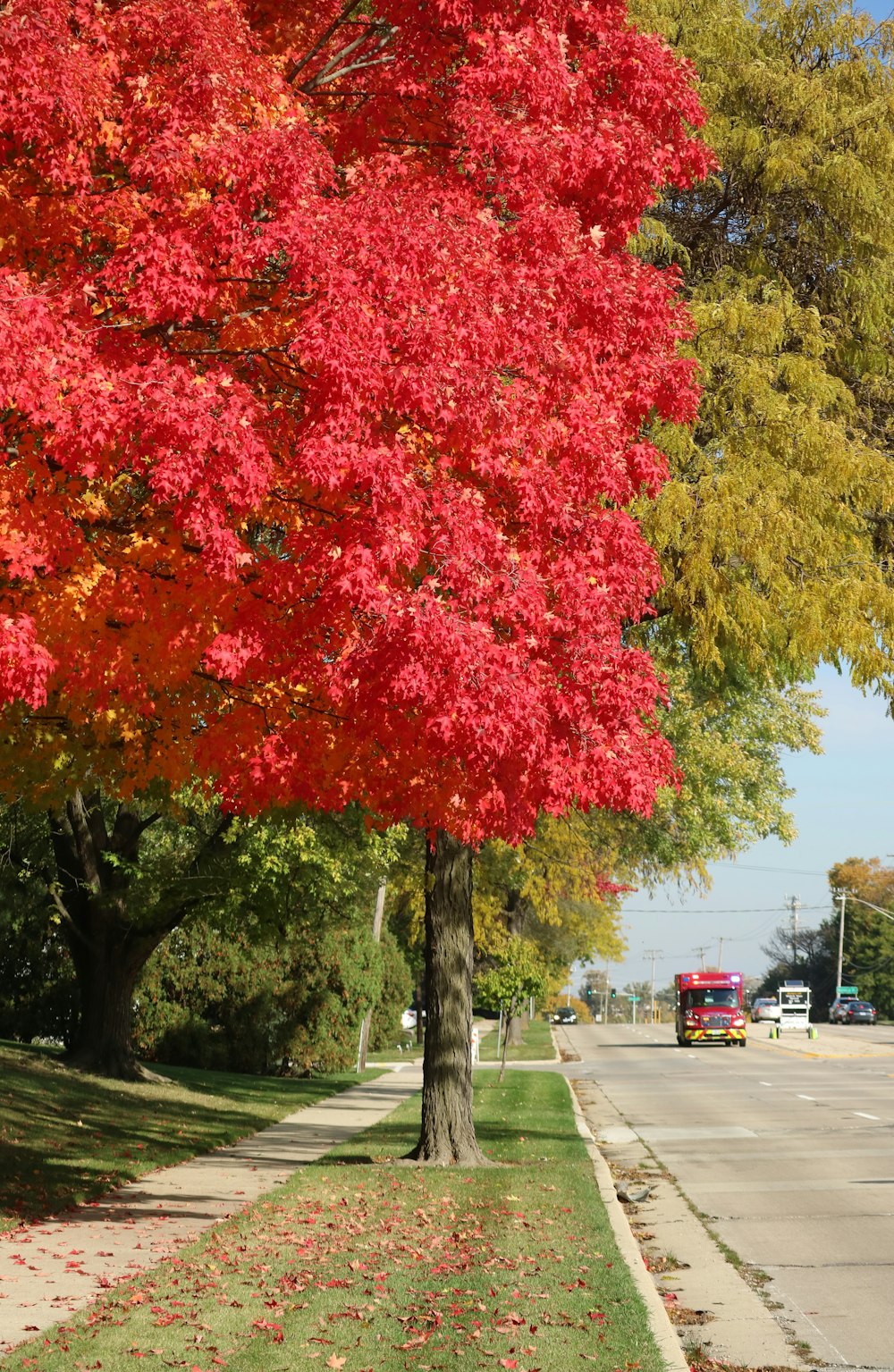 a tree with red leaves on the side of a road