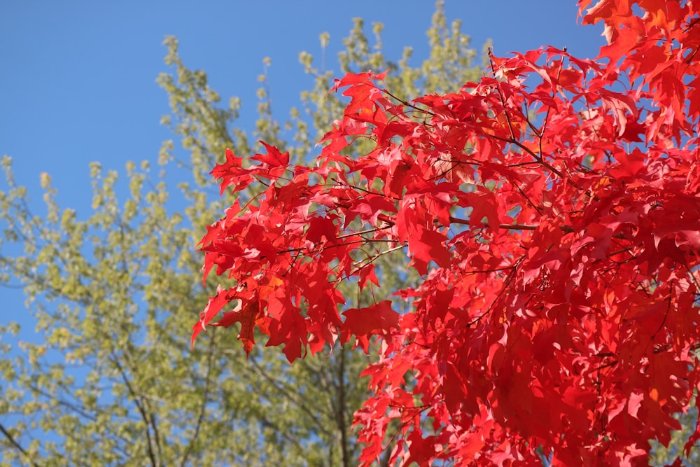 a tree with red leaves in front of a blue sky