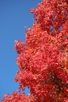 a tree with red leaves against a blue sky