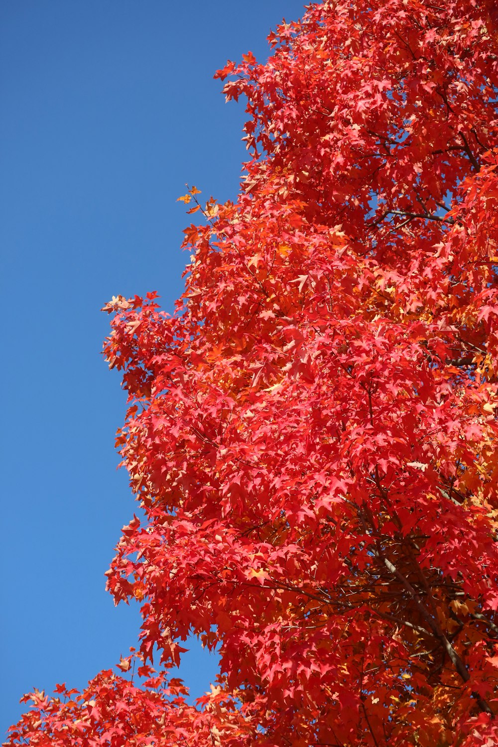 a tree with red leaves against a blue sky