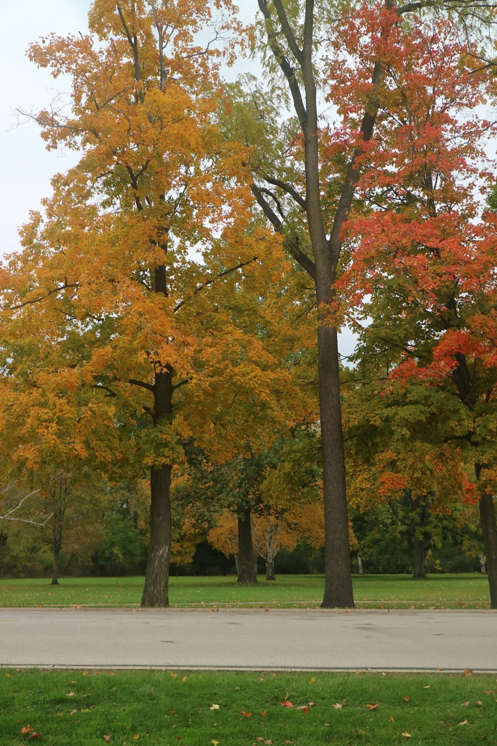 a park filled with lots of trees next to a sidewalk