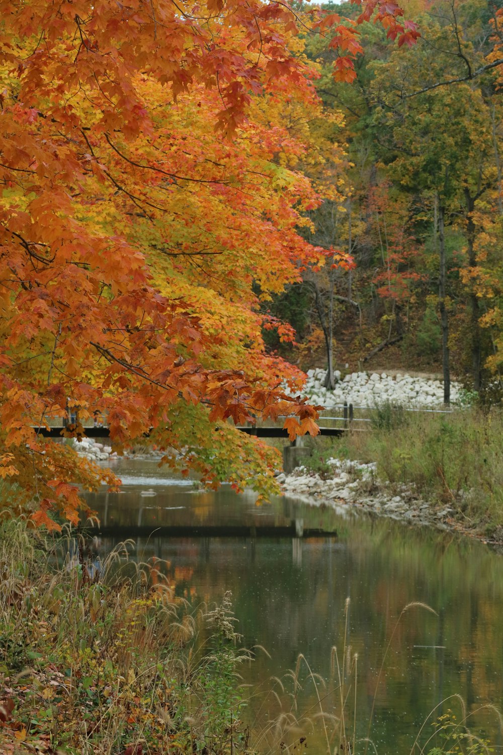 a pond surrounded by trees with orange and yellow leaves