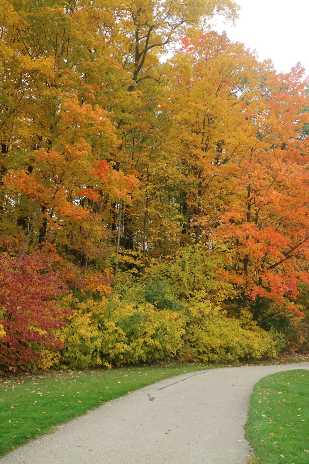 a path in the middle of a colorful forest