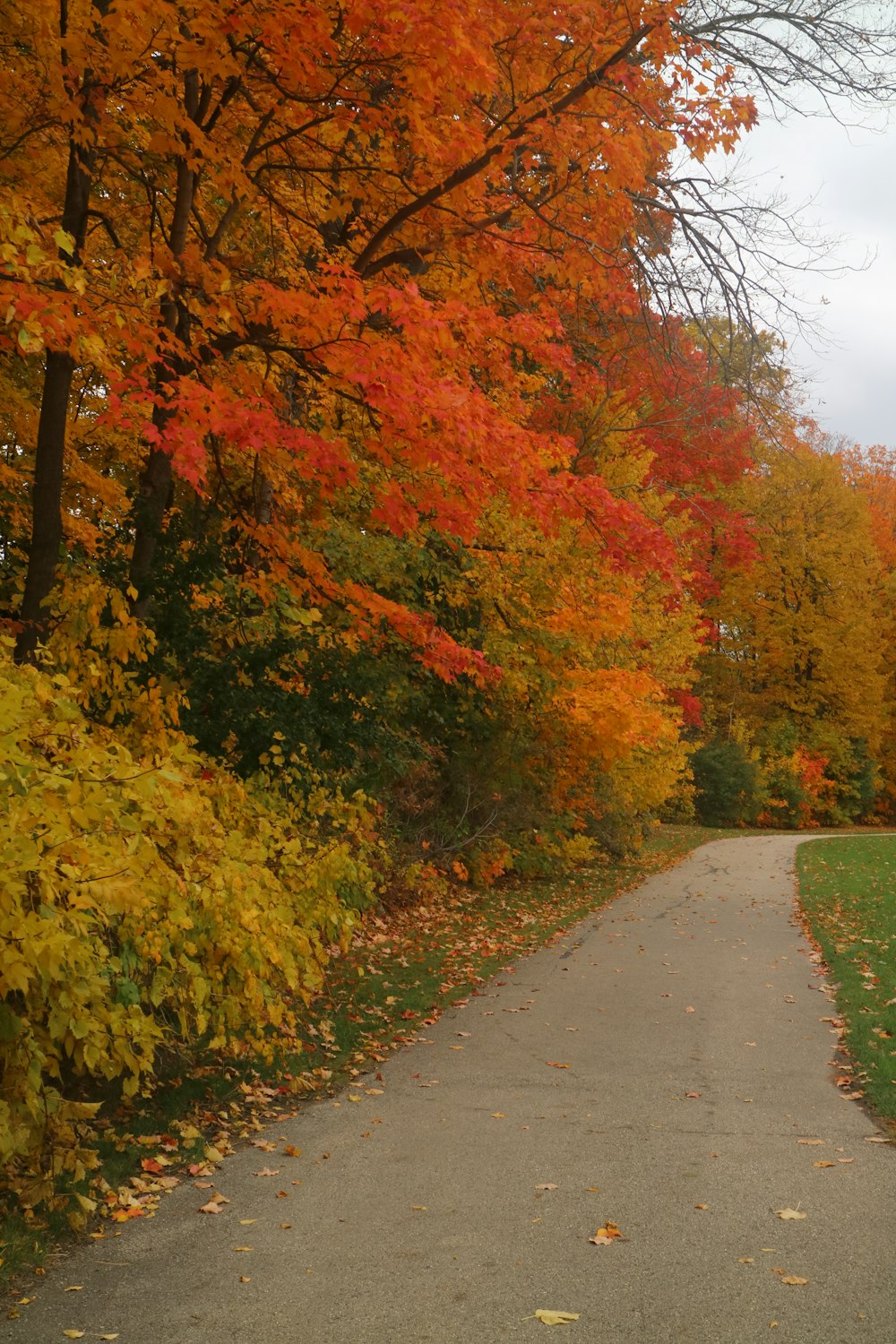 a path in a park with lots of trees with orange and yellow leaves