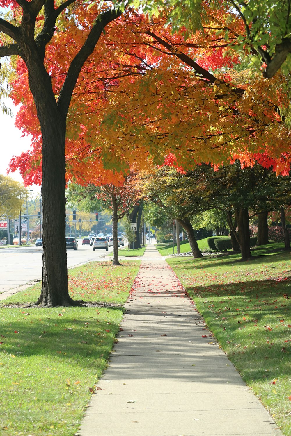 a tree lined sidewalk in a city park