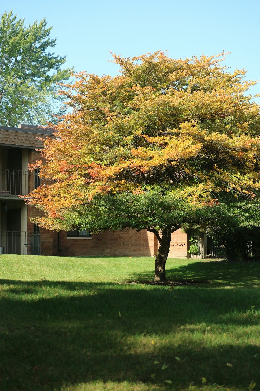 a tree in a grassy area next to a building