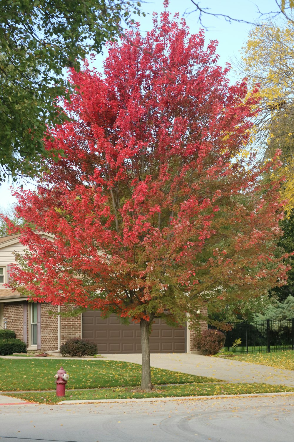 a tree with red leaves in front of a house