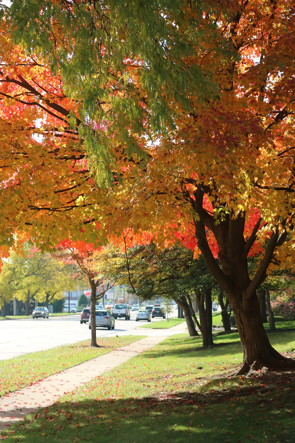 Serene autumn scene features large red maple tree with vibrant yellow leaves prominently displayed
