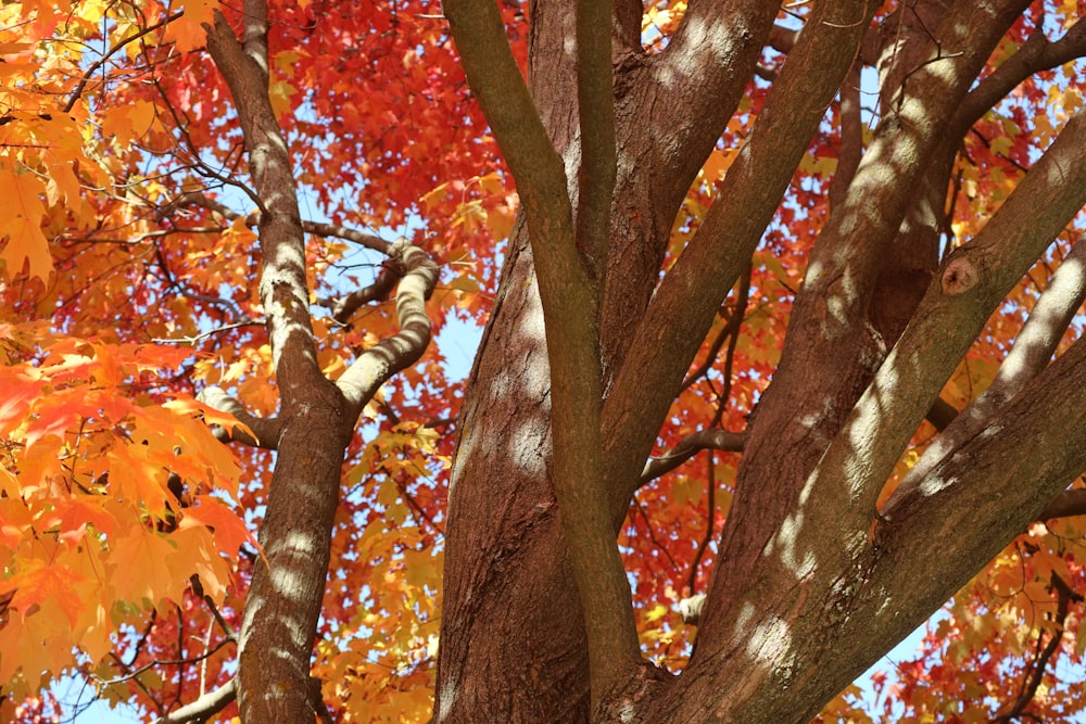 a cat sitting on a tree branch in the fall