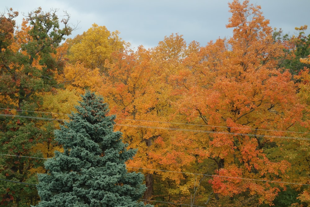 a group of trees that are next to each other