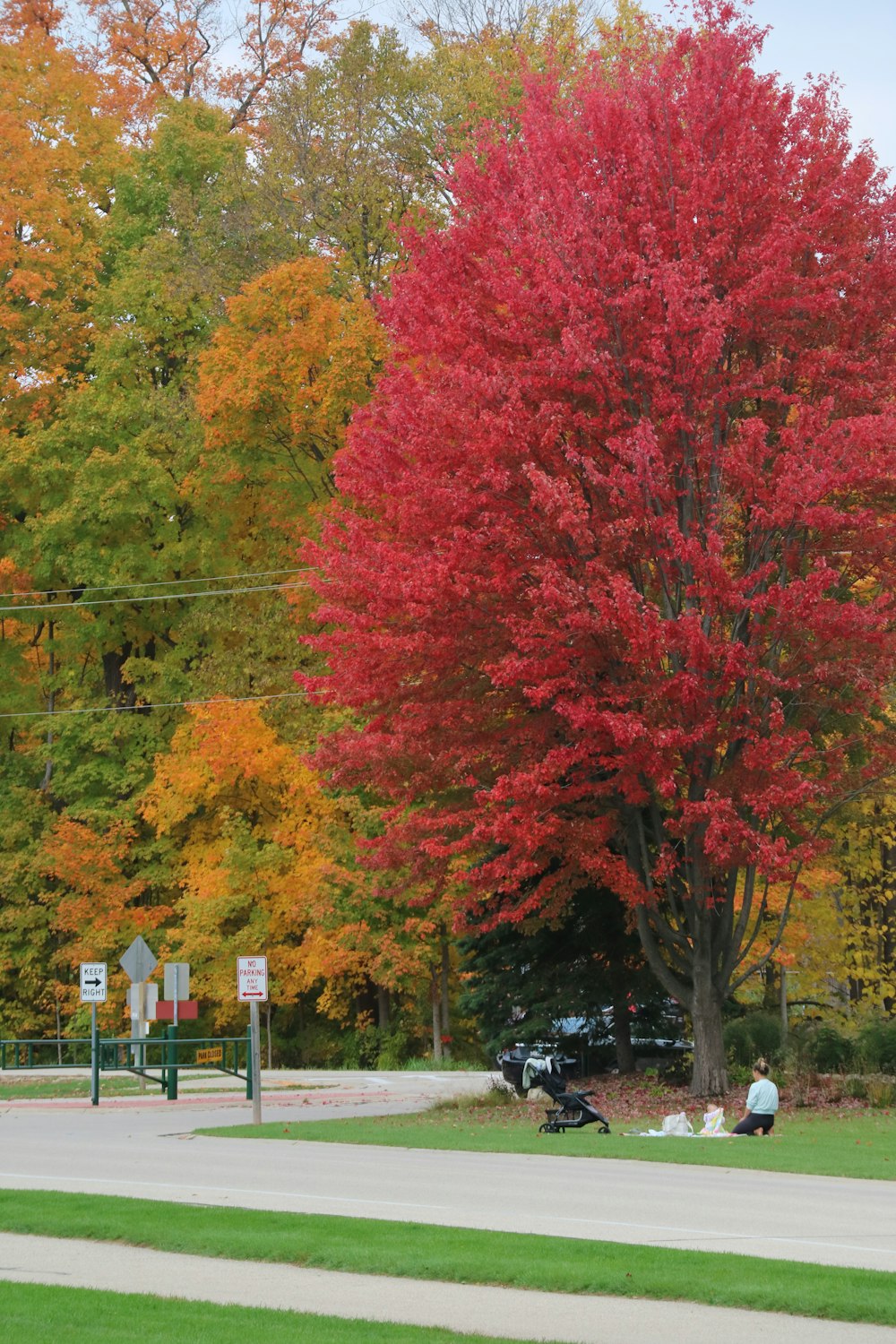 a red tree in the middle of a park