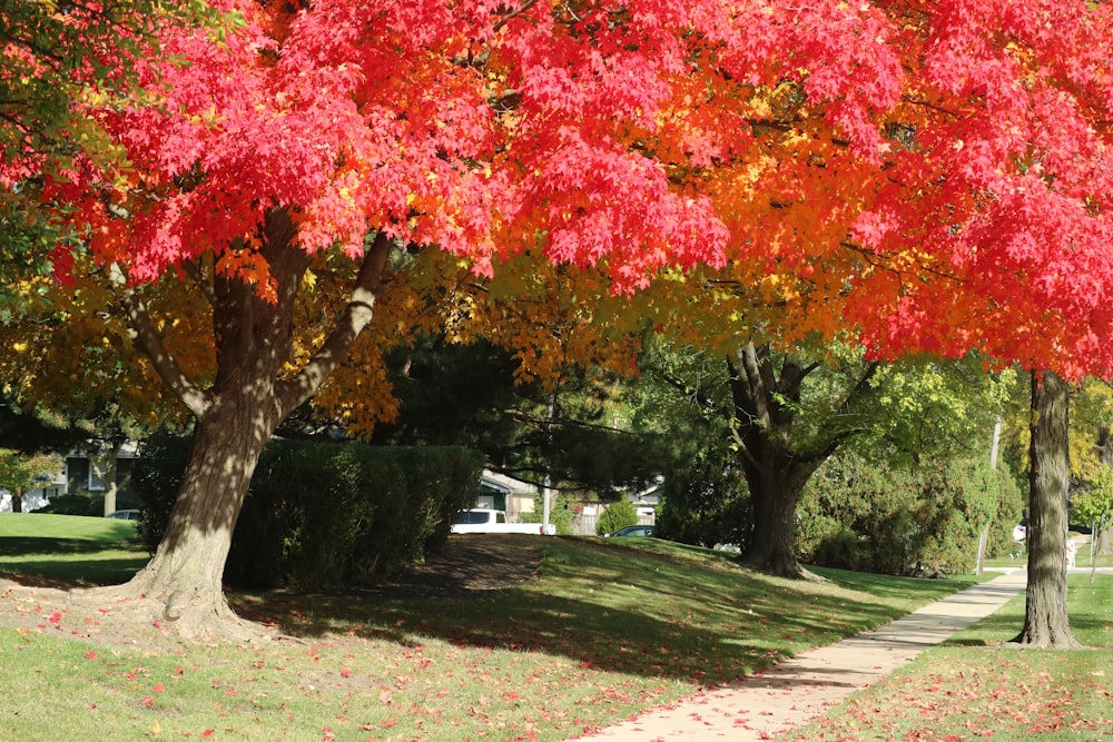 a tree with red leaves in a park