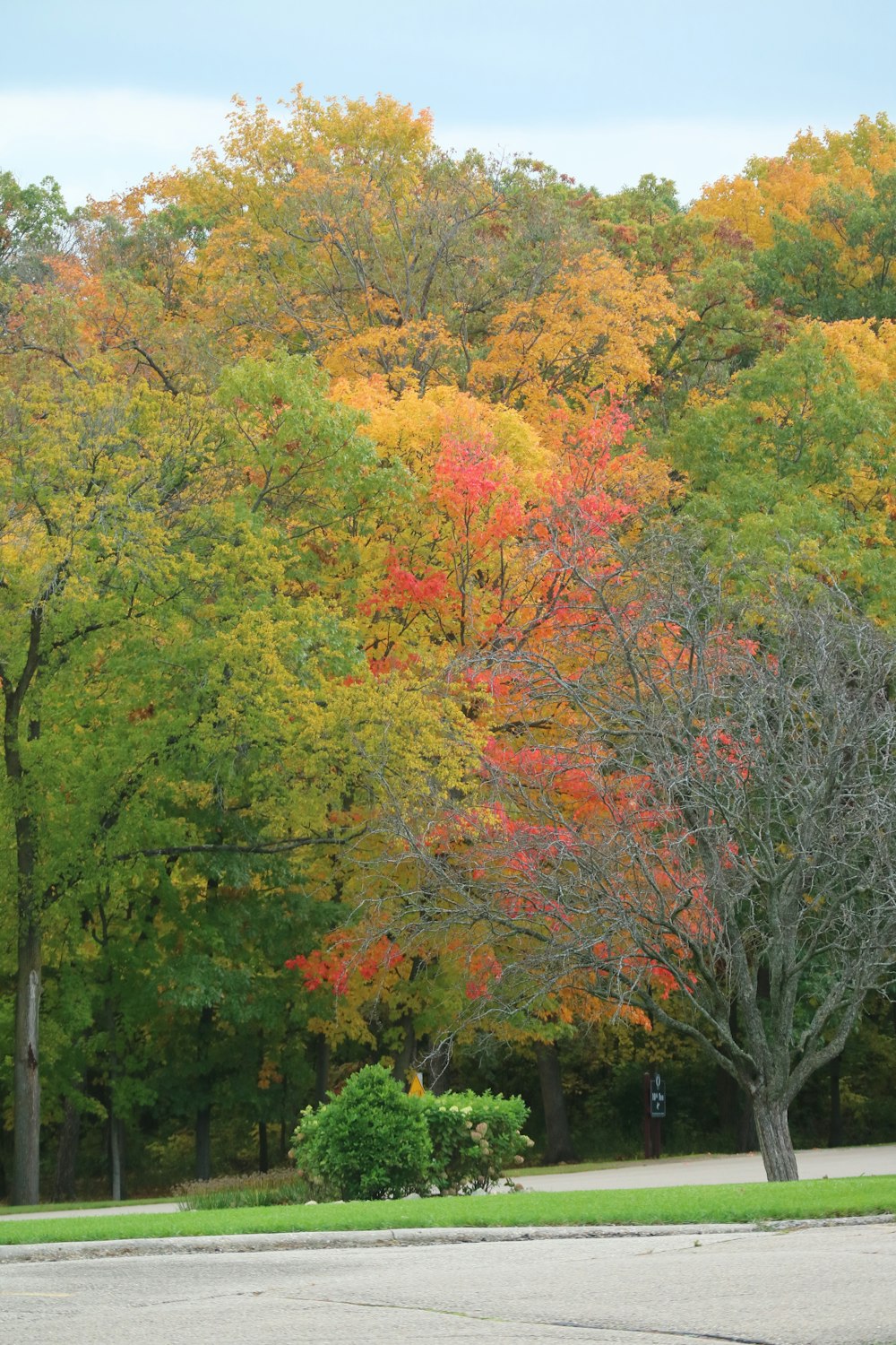 a group of trees that are next to each other