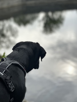 Close-up of a water rescue dog wearing a harness, ready to jump into a lake.