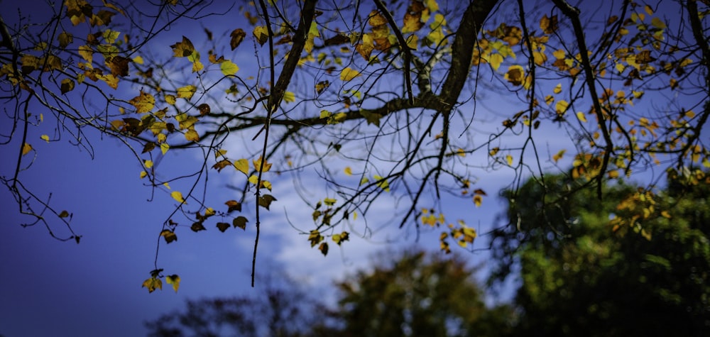 푸른 하늘을 배경으로 노란 잎사귀를 가진 나뭇가지