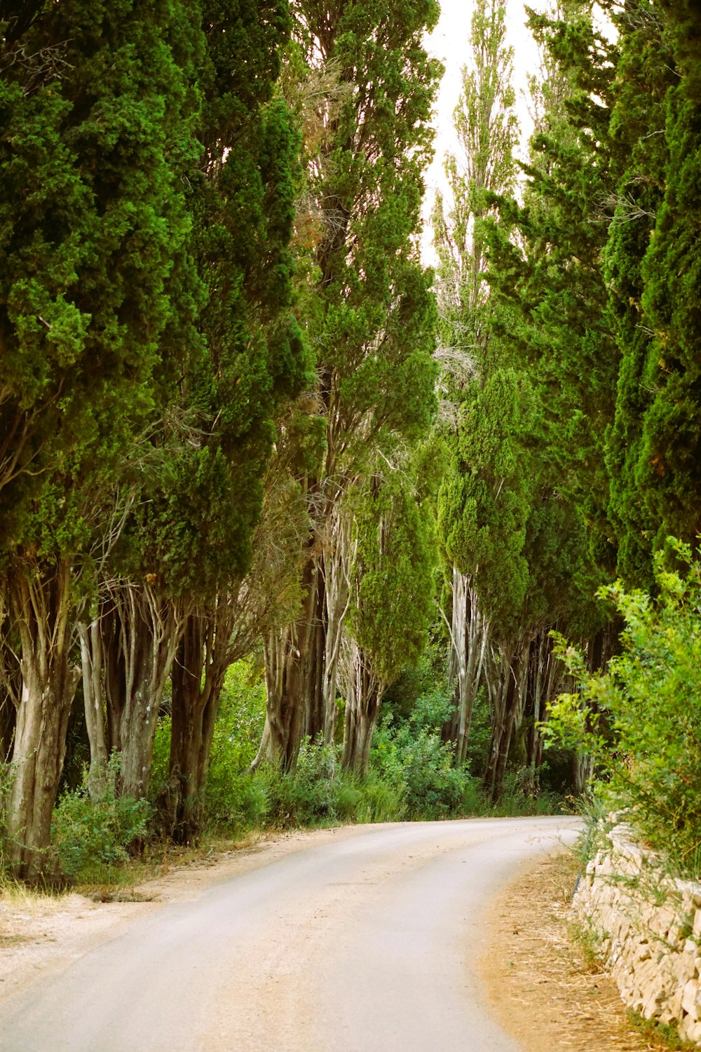a dirt road surrounded by trees and bushes