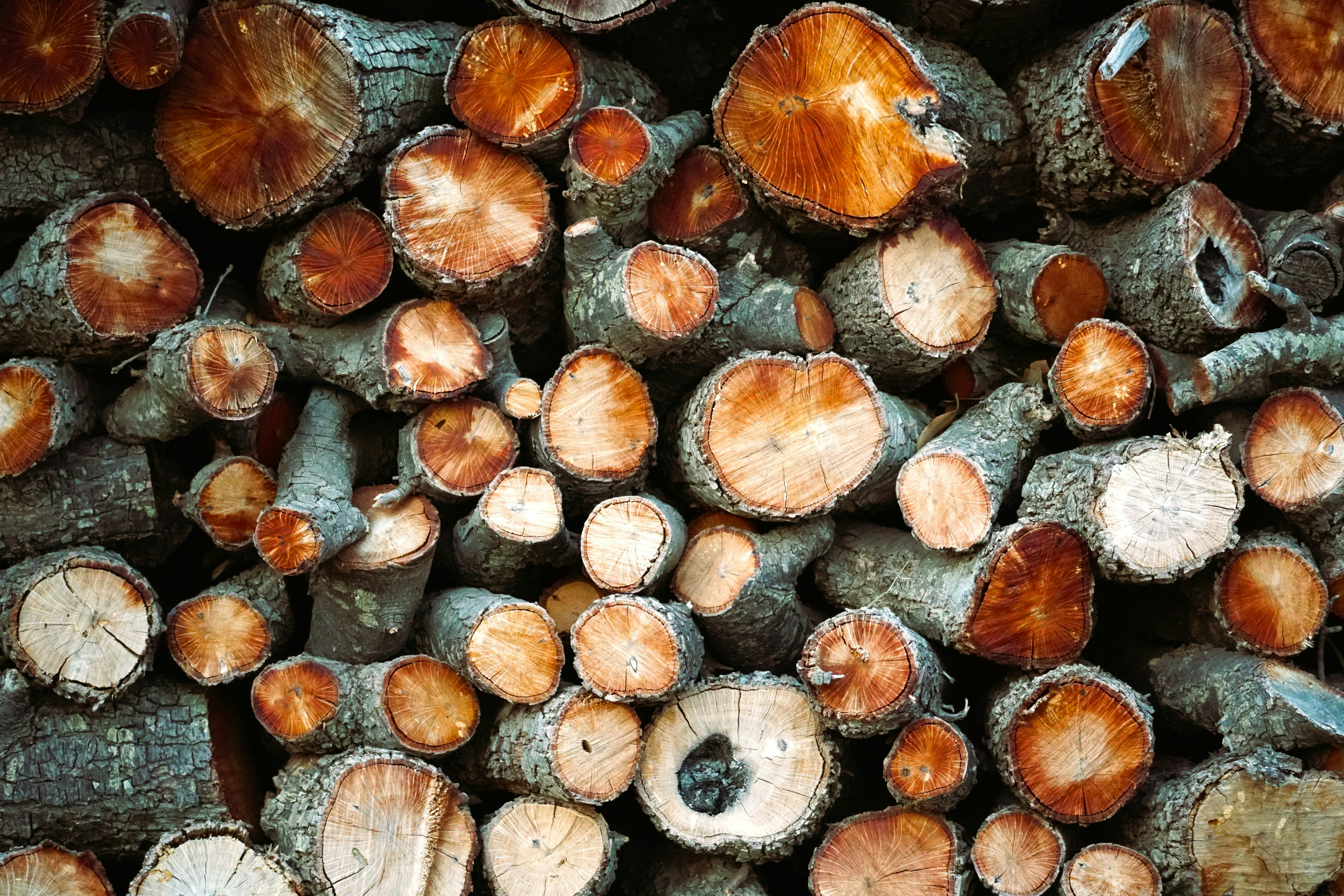 Photo by jan_zinnbauer