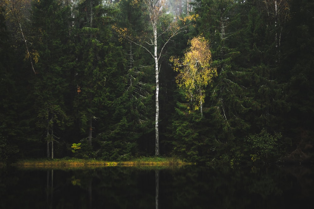 a body of water surrounded by trees and a forest