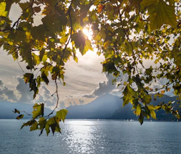 the sun shines through the leaves of a tree over a body of water