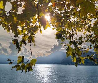 the sun shines through the leaves of a tree over a body of water