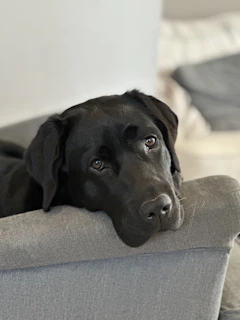 A gentle adult Labrador resting its head on a child's lap during a cozy family afternoon