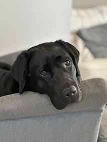 A black Labrador retriever rests its head on the armrest of a gray fabric couch, gazing quietly with its eyes. The room has soft, neutral tones with a blurred background that suggests a cozy indoor setting.