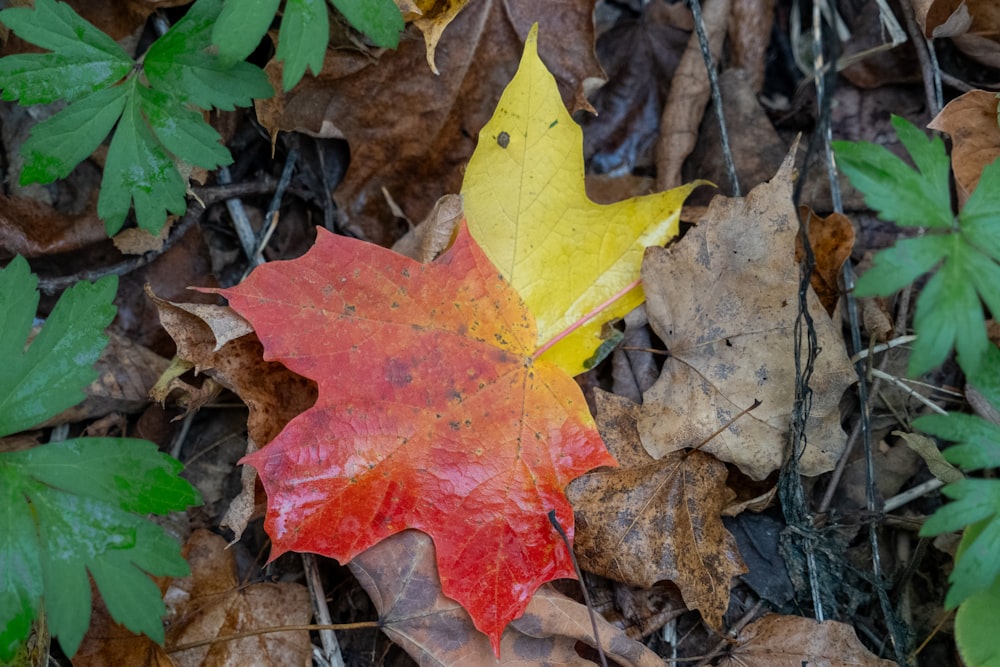 a leaf that is laying on the ground