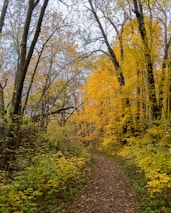 Residents hiking a forest trail surrounded by vibrant autumn leaves.