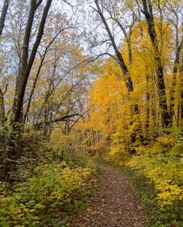 Residents hiking a forest trail surrounded by vibrant autumn leaves.
