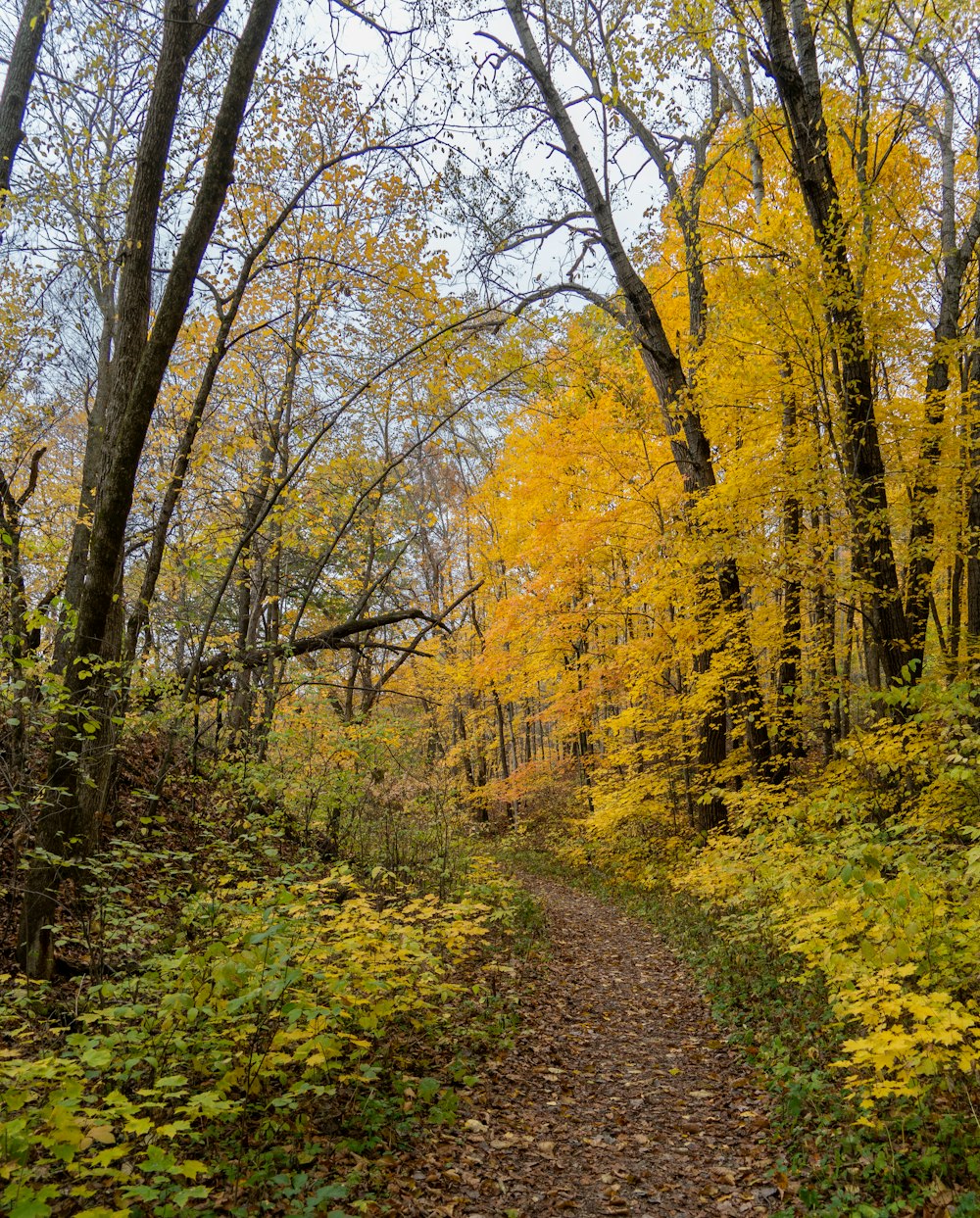 a dirt path surrounded by trees with yellow leaves