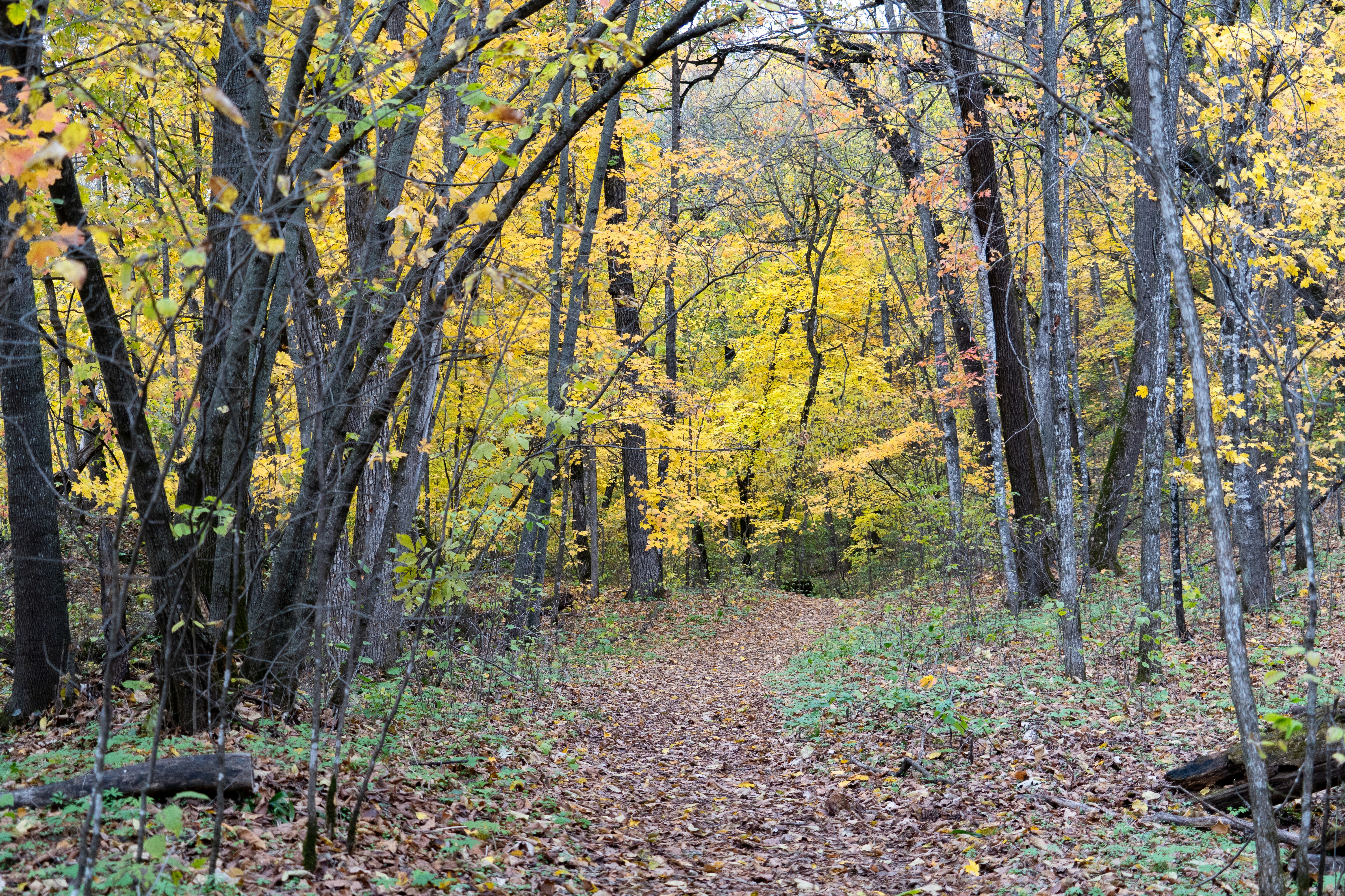a dirt path in the middle of a forest