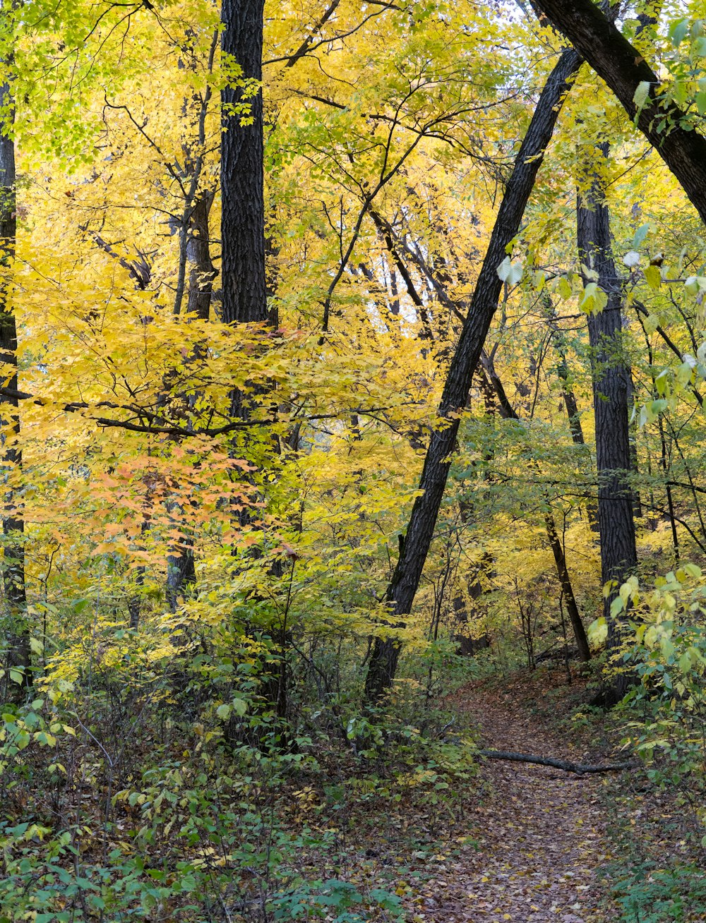 a path through a forest with lots of trees