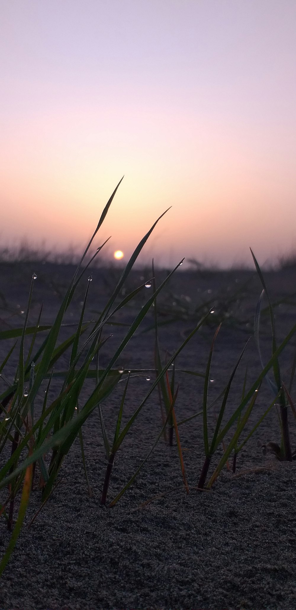 the sun is setting over a field of grass